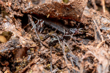 Odontomachus trap jaw ant in Queensland rainforest
