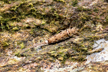 Jumping bristletail, Archaeognatha, an unfrequently seen insect from the Queensland rainforest floor.
