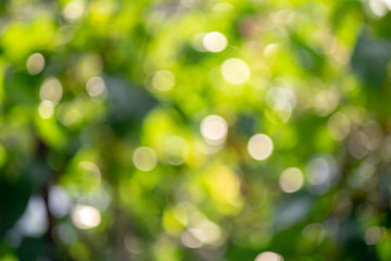 Nature green bokeh background