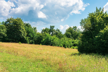 forest on the grassy meadow. wonderful summer weather with cloudy sky. beautiful nature background