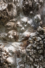 DEAD HOLM OAK TEXTURE