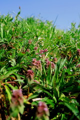 春の姫踊り子草咲く江戸川土手と青空風景