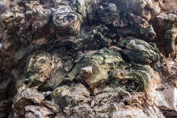 DEAD HOLM OAK TEXTURE