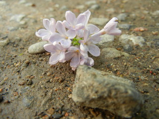 pink flowers on the beach