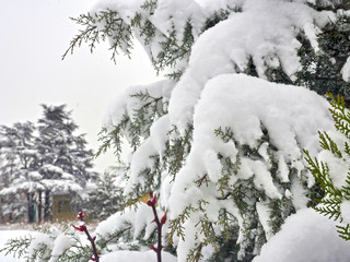 snow winter tree