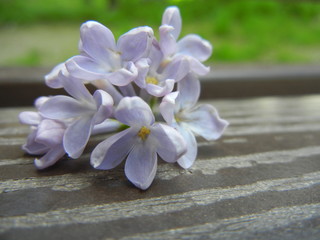 purple flowers on a wooden bench