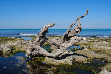 Strand am Mittelmeer mit Baumwurzel