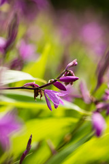 Chinese pink urn orchid Bletilla striata