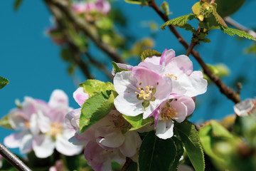Apple Blossom