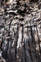 DEAD HOLM OAK TEXTURE