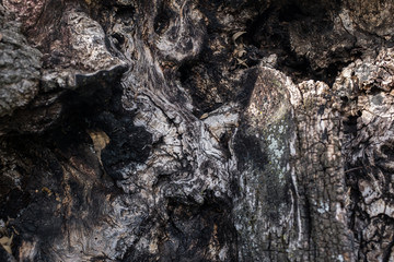 DEAD HOLM OAK TEXTURE