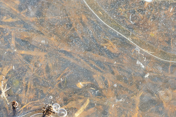 Dry grass under transparent ice close up in springtime