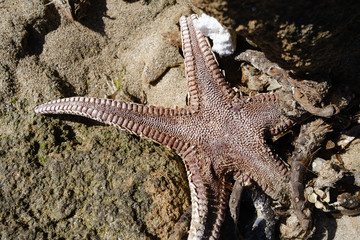 Seestern am Strand mit Plastikmüll aus Meer