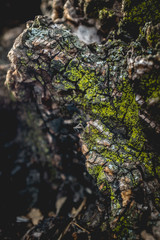 DEAD HOLM OAK TEXTURE
