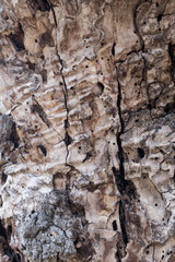 DEAD HOLM OAK TEXTURE