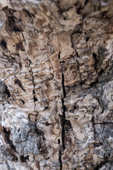 DEAD HOLM OAK TEXTURE