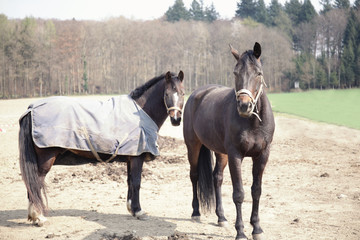Obraz premium Horseshow