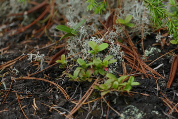 plant the cowberry in the forest in the coniferous forest