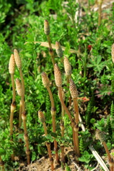 野原に生える土筆