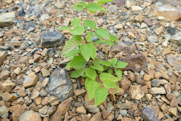 Young birch Bush breaks through the rocks and stones