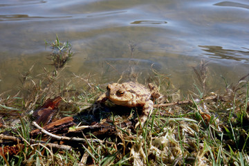 Frog on the lake shore