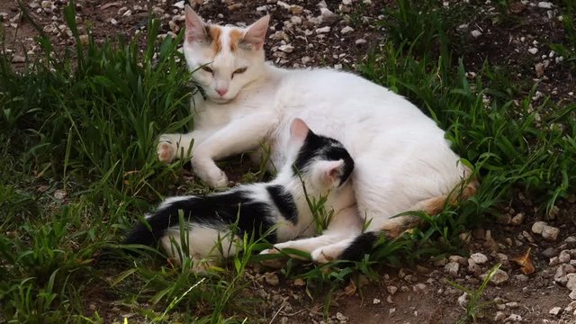 un chaton qui t&ecirc;te