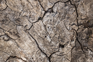 DEAD HOLM OAK TEXTURE