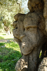 Fototapeta na wymiar Sehr alte Olivenbäume in einer Plantage - Bäume mit Gesicht