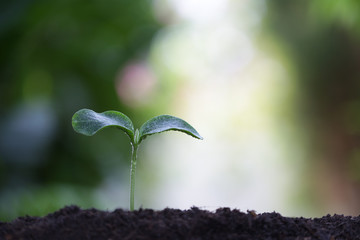 Young green sappling plant with dew growing
