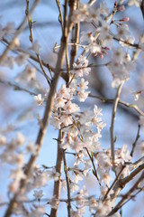 淡墨桜