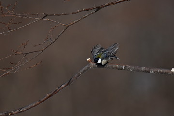 Parus minor