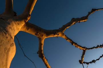 El arbol