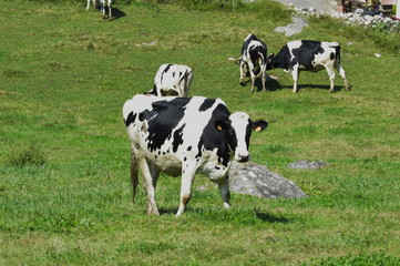 Fototapeta premium A cow in the meadows of Cantabria 