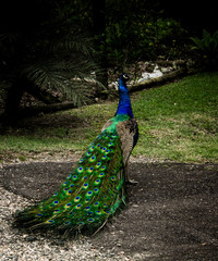 Obraz premium Peacock on a garden