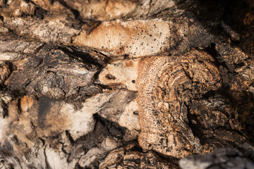 DEAD HOLM OAK TEXTURE