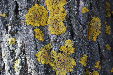 Tree bark texture with yellow moss close-up.