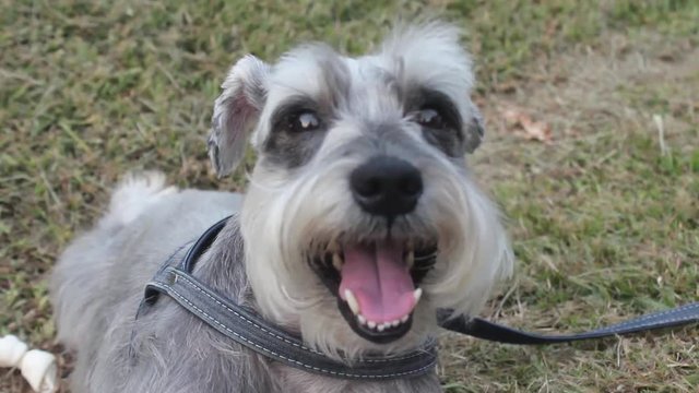 Cachorrinho Fofo Posando para Camera 