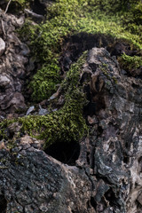 DEAD HOLM OAK TEXTURE