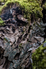 DEAD HOLM OAK TEXTURE