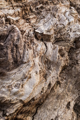 DEAD HOLM OAK TEXTURE