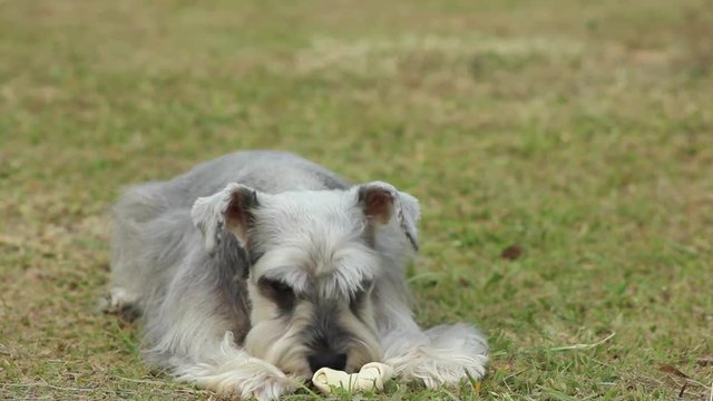 Pequeno Cachorrinho brincando no parque 