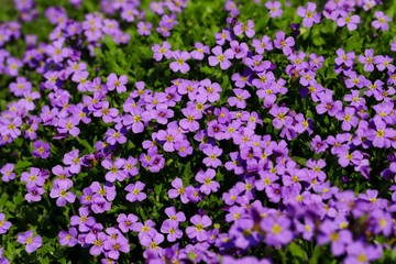 View of small lilac flower bed in the spring garden