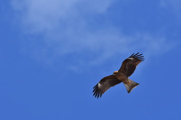Milvus migrans