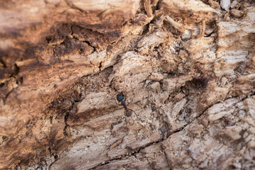 DEAD HOLM OAK TEXTURE