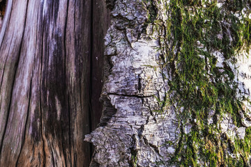 Old tree with peeled bark and moss