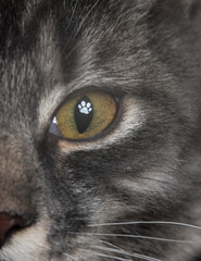 close up macro shot of blue tabby cat's eye with paw shaped catchlight.