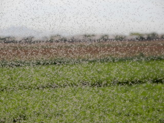 Arizona spring-time agricultural field gnats, gnats and more gnats.  Count’m