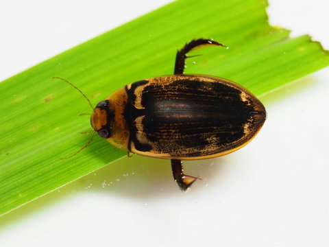 Hydaticus conspersus