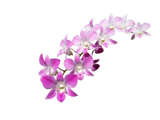 Naklejka na ściany i meble pink orchid isolated on white background with clipping path.
