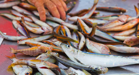 Fresh small fishes at a market stall in the island of favignana, trapani, sicily, italy